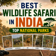 Best Wildlife Safaris in India — Top National Parks